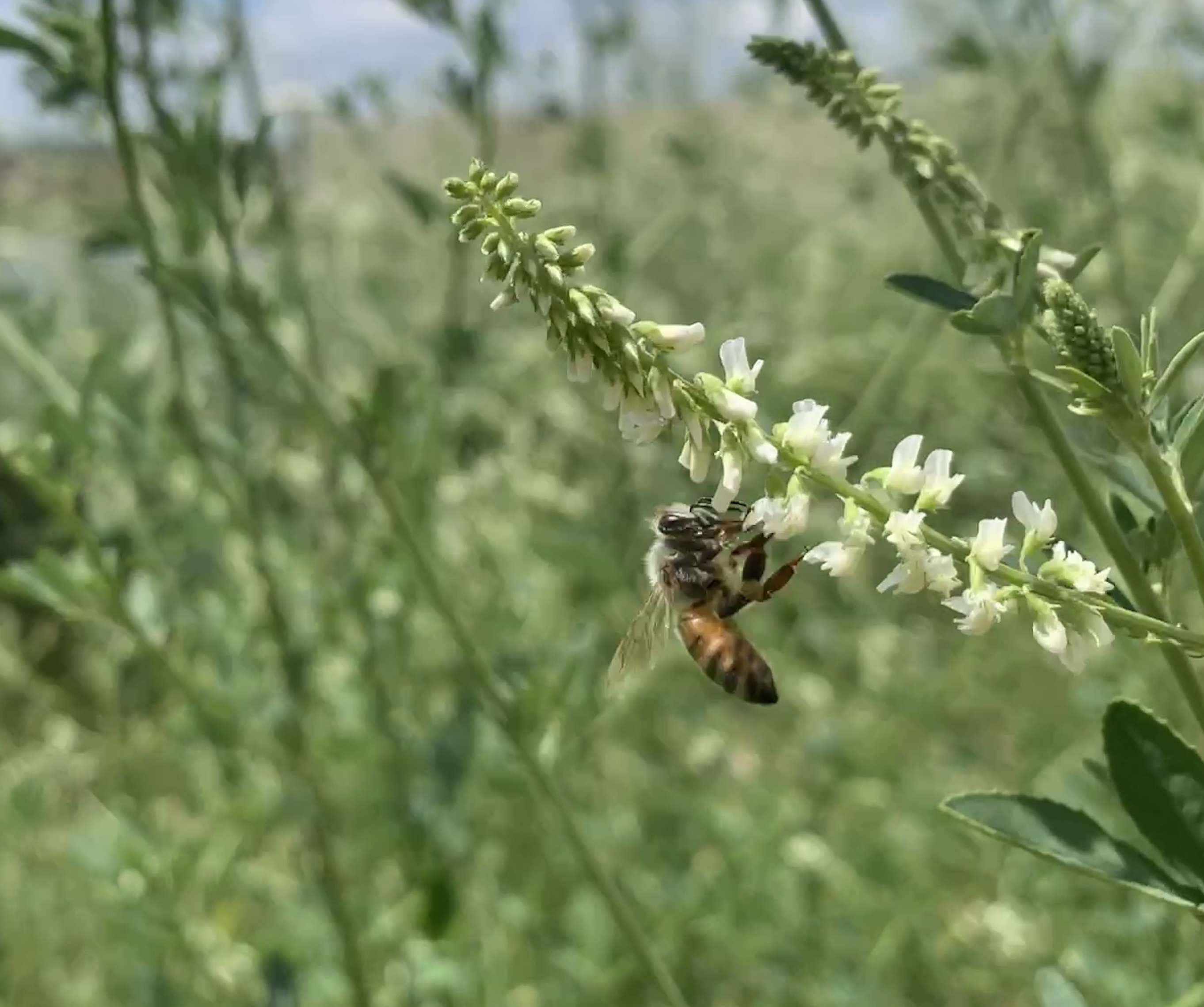 Honey bee on a flower.